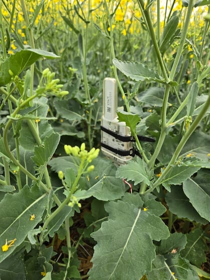 La tecnología permite detectar si al cultivo le falta agua o nutrientes antes de que aparezcan síntomas visibles