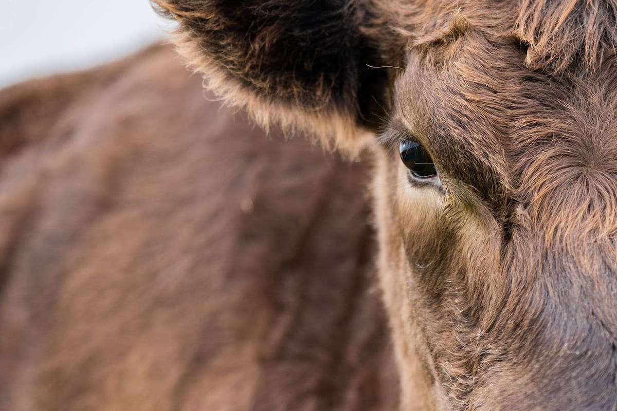 La tecnología permite tener un registro de identificación del animal con datos de importancia del mismo