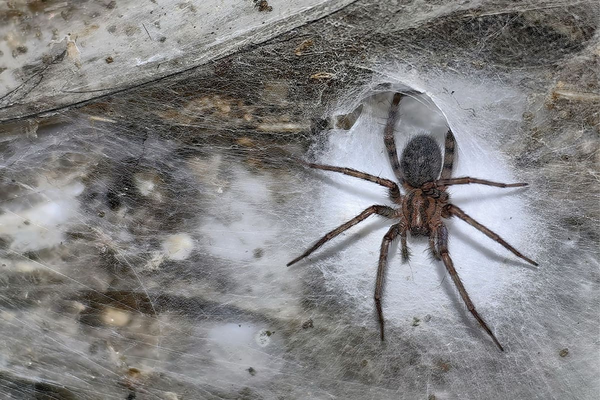 La telaraña más grande del mundo se llevó el foco de atención total