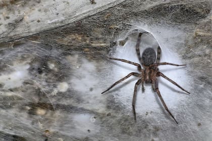 La telaraña más grande del mundo se llevó el foco de atención total