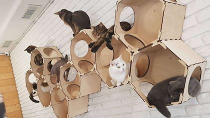 La temática del bar incluye juegos para los gatos
Foto: Serhii Oliinyk