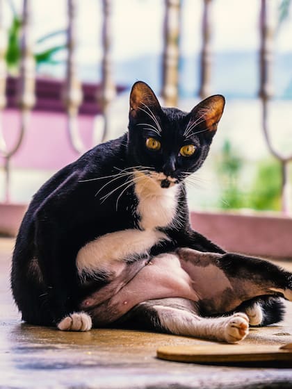 La temperatura ambiente ideal para un gato oscila entre los 20 y 26 grados
