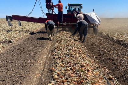 La temporada de comercialización de cebollas en el sur de Argentina, particularmente en Río Negro, se inicia cada año en enero con las cebollas tempranas y se extiende hasta septiembre con cebollas “tardías o de guarda”