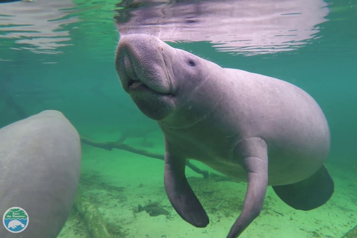 La temporada de manatíes en Carolina del Norte ha comenzado (Imagen de Save the manatee Club)
