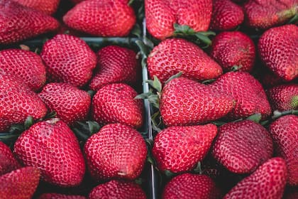 La temporada óptima para comer frutillas en Argentina es desde finales agosto a diciembre