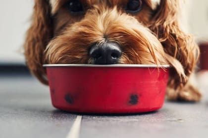 La tendencia apunta hacia alimentos más completos, funcionales y alineados con la salud integral de las mascotas