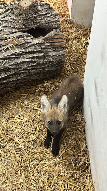 La tenencia compartida de cachorros ayuda a la supervivencia del animal