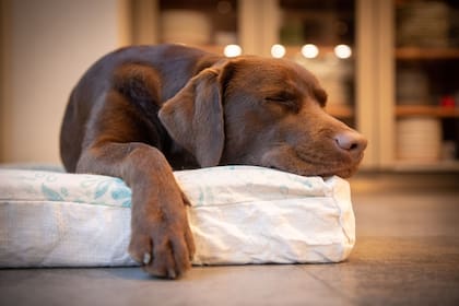 La tenencia responsable busca educar a las personas en qué implica sumar un perro a su familia.