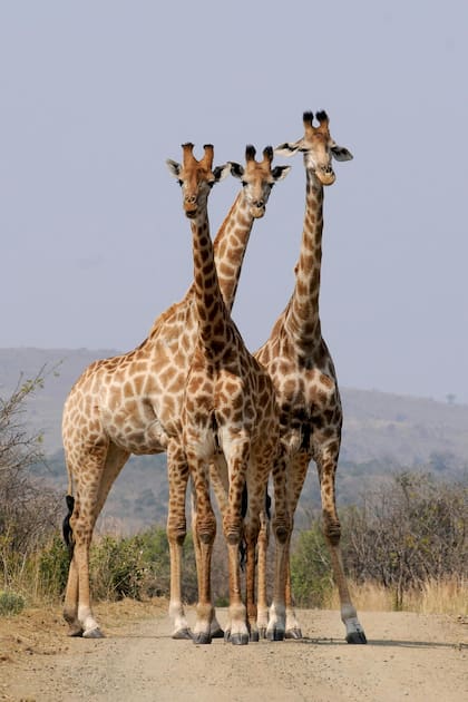 La teoría de la evolución sugirió durante años que las jirafas desarrollaron un cuello largo para alcanzar mejor las copas de los árboles, pero un estudio reciente sugirió otra cosa
