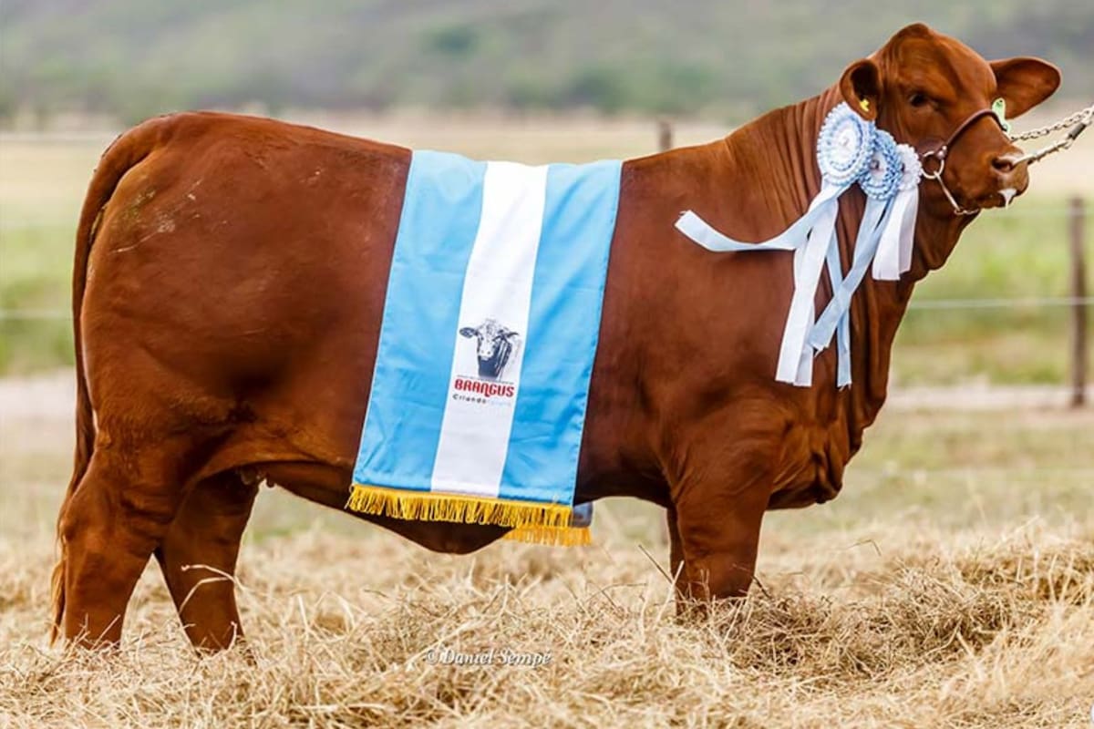 La ternera Brangus vendida en $15.500.000 en el remate. Foto de Daniel Sempé