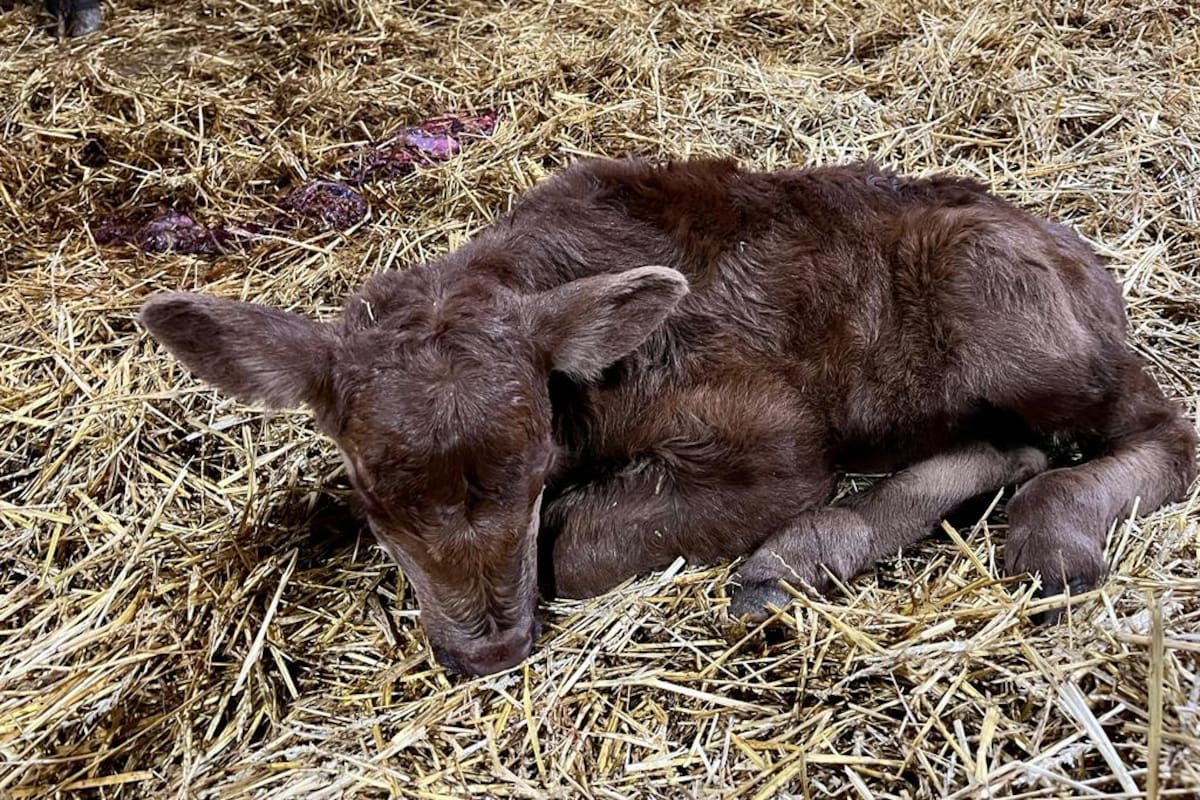 La ternerita recién nacida pertenece a la cabaña La Torcacita