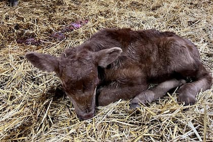La ternerita recién nacida pertenece a la cabaña La Torcacita