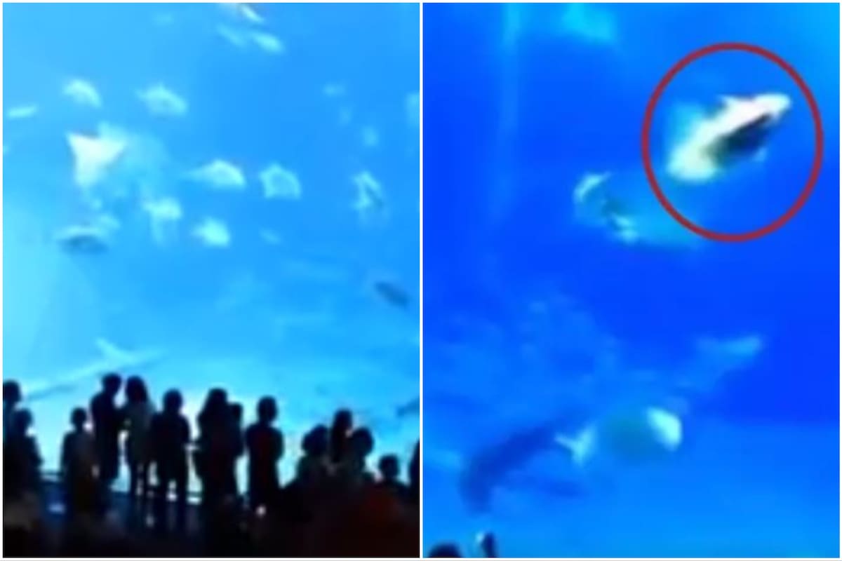 La tétrica reacción de un pez al recibir el flash de la cámara de un celular