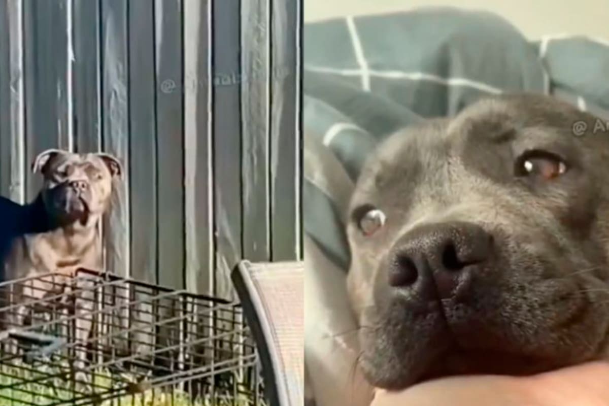 La tierna actitud que hizo que una perrita se alegrara tras días estando triste