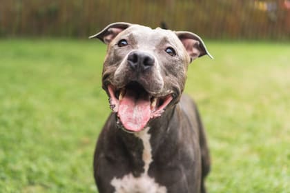 La tierna actitud que hizo que una perrita se alegrara tras días estando triste