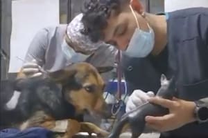 La tierna escena captó la atención de muchos en las redes sociales (Captura: @DiloConPerritos)