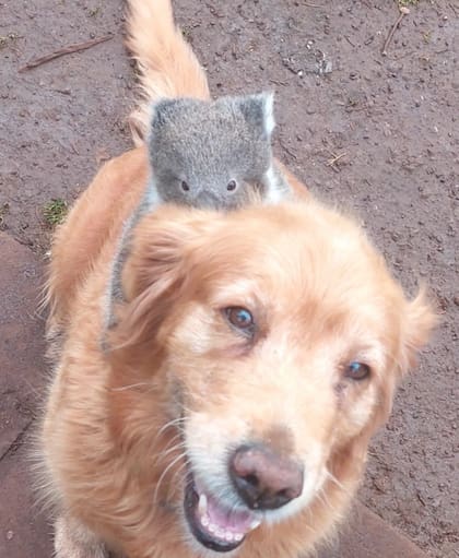 La tierna imagen del perro y el koala se volvió viral (Foto: The Dodo)