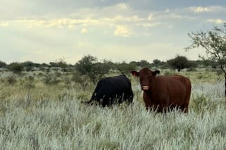 Una provincia que en 2025 marcó hitos con las vacas firmó un ambicioso acuerdo con el Conicet