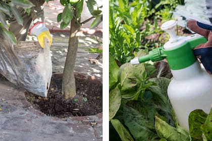 La tierra de diatomeas se puede aplicar en polvo en las áreas a tratar o se puede diluir en agua para crear una suspensión y aplicar con un pulverizador