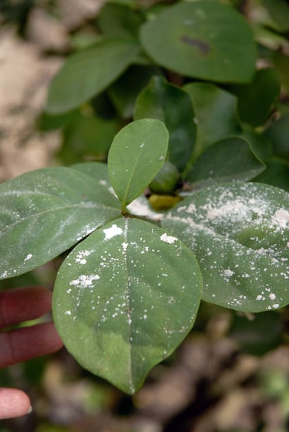 La tierra de diatomeas se puede espolvorear directamente sobre las plantas para prevenir el ataque de hormigas y otros insectos