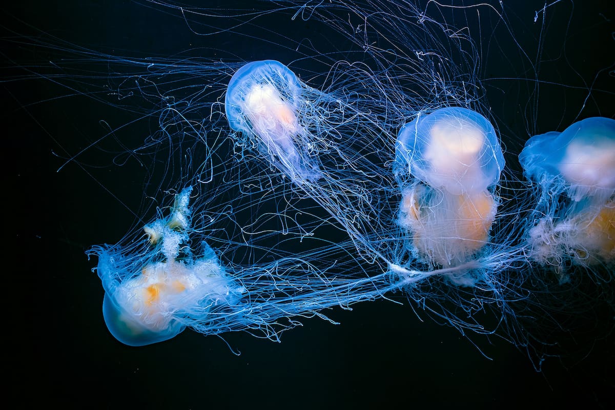 La Tierra se formó hace unos 4.600 millones de años a partir de una nebulosa solar
(Foto: ilustrativa de Unsplash)