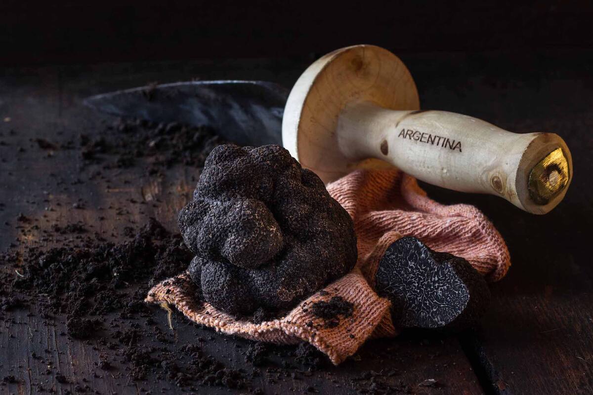 La típica pala para desenterrar las trufas de la tierra
