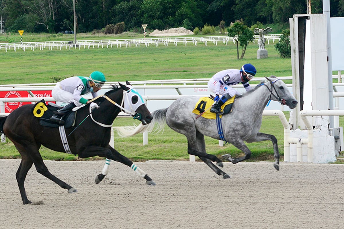 La tordilla Pepper Mill ganó sus primeras carreras en Argentina, donde fue criada y comenzó a competir, pero se hizo fondista en Uruguay; busca el segundo éxito en el GP Ciudad de Montevideo (G1).
