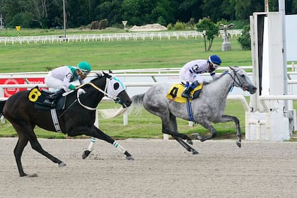 La tordilla Pepper Mill ganó sus primeras carreras en Argentina, donde fue criada y comenzó a competir, pero se hizo fondista en Uruguay; busca el segundo éxito en el GP Ciudad de Montevideo (G1).