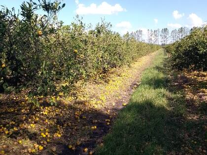 La tormenta arrasó con millas de toneladas en plena campaña de mandarina y naranja