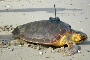 La tortuga boba Diana el día de la suelta en Ceuta.