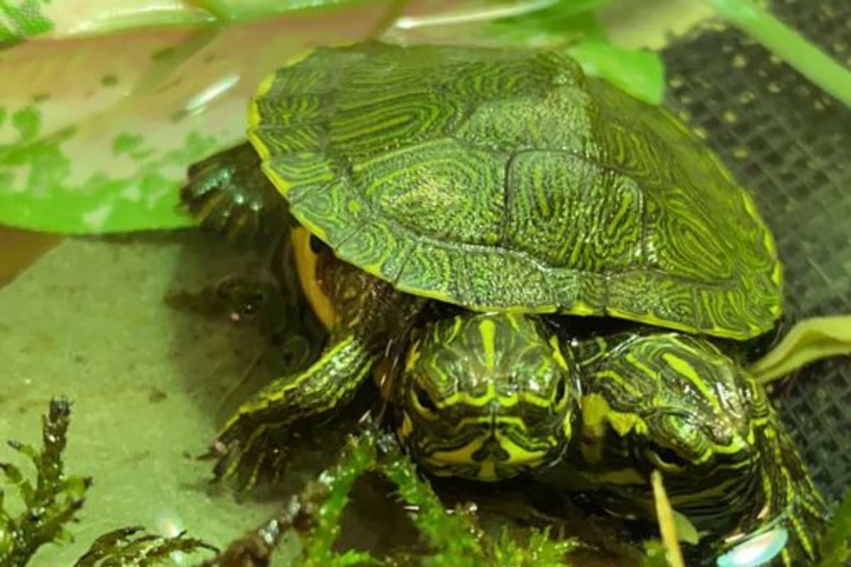 La tortuga de dos cabezas fue presentada por el museo de Virginia en Estados unidos