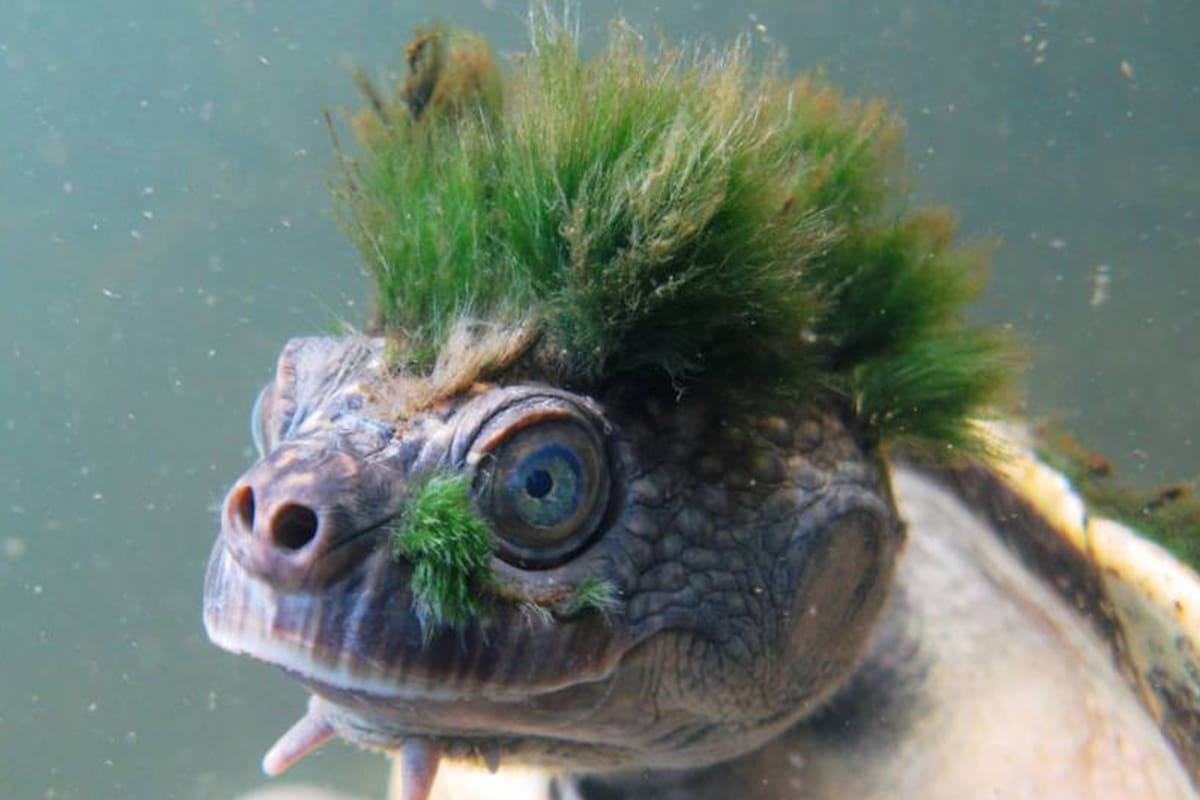 La tortuga de la especie Elusor macrurus en el Río Mary de Australia