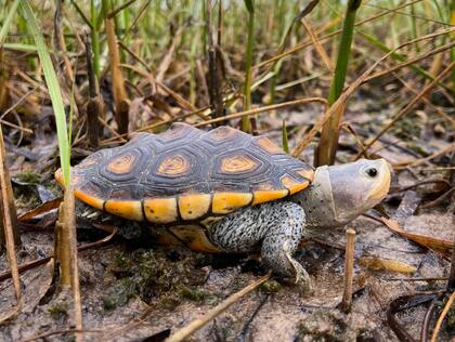 La tortuga espalda de diamante se encuentra típicamente en hábitats como marismas, manglares, estuarios y bahías