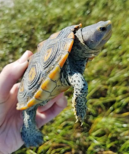 La tortuga espalda de diamante se localiza a lo largo de la costa estadounidense, desde Massachusetts hasta Texas