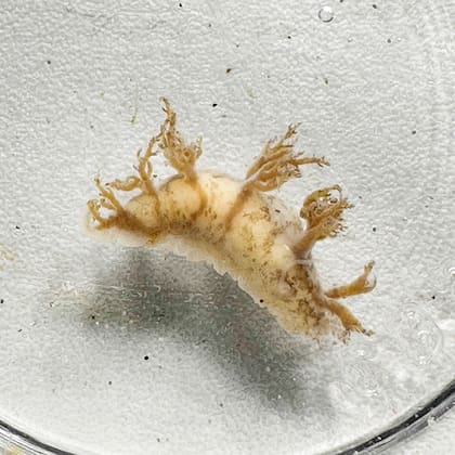 La tortuga llevaba todo un "ecosistema" en su caparazón; el personal del acuario encontró percebes vivos, gambas esqueléticas y nudibranquios