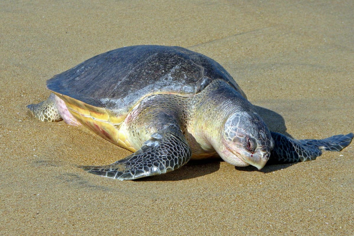 La tortuga Olive Ridley se encuentra en peligro de extinción. Fuente: Wikipedia.