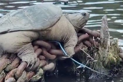 La tortuga que fue divisada por un usuario de redes en un río de Chicago tenía dimensiones increíbles; el video de su avistamiento se volvió viral de inmediato