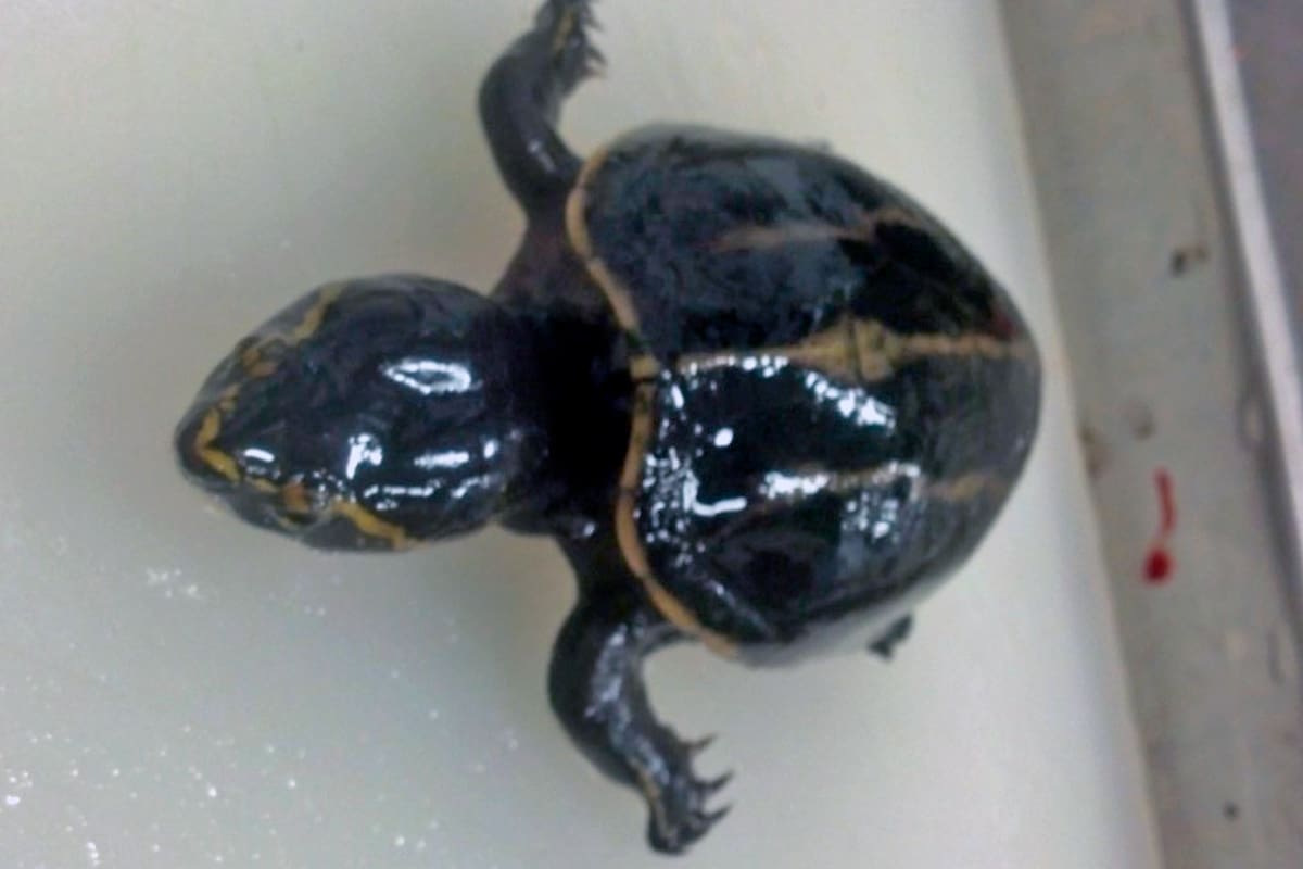 La tortuga que un biólogo extrajo del estómago de una lubina