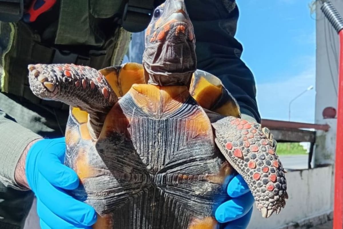 La tortuga rescatada en Formosa