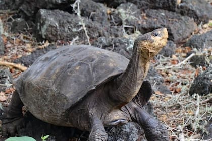 La tortuga se creía extinta hace más de 100 años