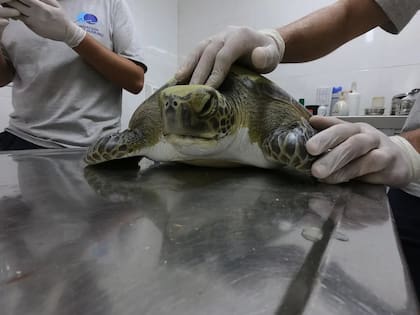 Tortuga verde juvenil en el Centro de Rehabilitación de Fundación Mundo Marino