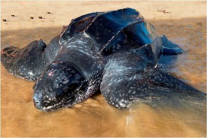 La tortuga Siete Quillas apareció en la costa de Uruguay y trajo varios interrogantes al respecto