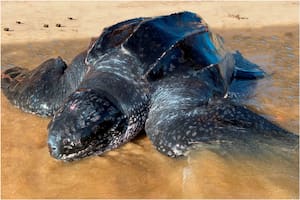 La tortuga Siete Quillas apareció en la costa de Uruguay y trajo varios interrogantes al respecto