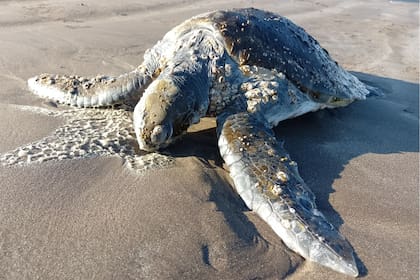 La tortuga verde fue encontrada en Costa Chica y tras dos meses de rehabilitación regresó al mar