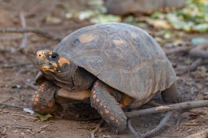 La tortuga Yabotí es considerada la más grande de Sudamérica continental llegando a medir más de un metro y medio de longitud y pesando cerca de 15kg
