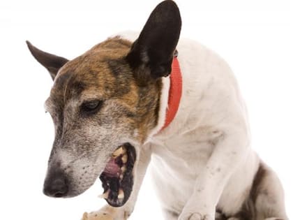 La tos en los perros es un indicador de que algo va mal: desde un resfrío común hasta algo más severo