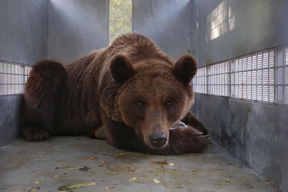 La totalidad de los osos pardos son trasladados al Santuario “The Wild Animal Sanctuary” en Keenesburg, Colorado, Estados Unidos.