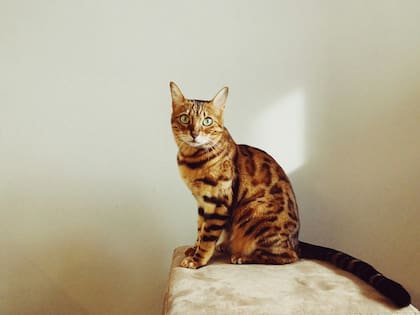 La toxoplasmosis y la alergia respiratoria son dos de las problemáticas más comunes que pueden causar los gatos en los humanos