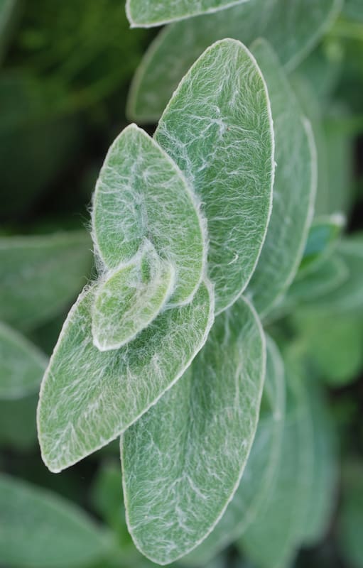 La Tradescantia sillamontana es nativa de lugares con poca agua, calor y mucha luminosidad. Una maraña de largos pelitos le permite sobrevivir allí.