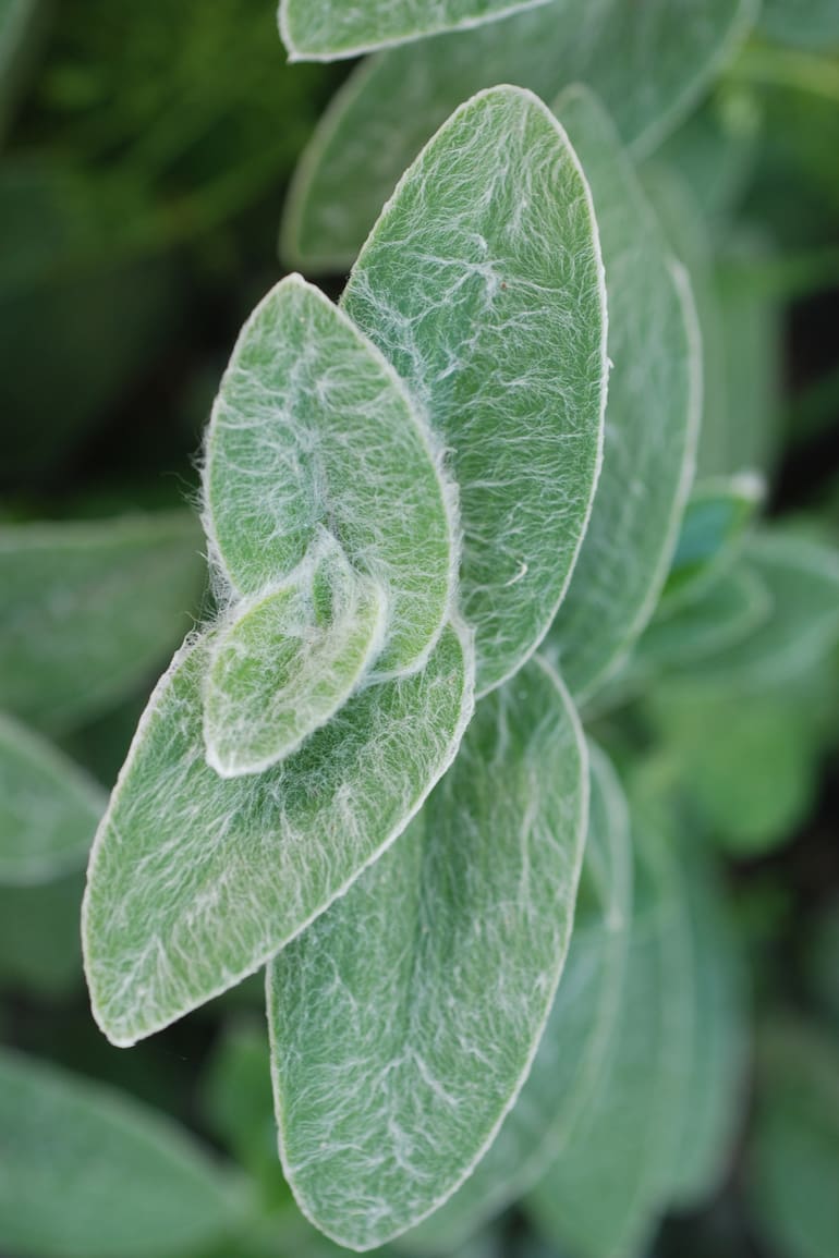 La Tradescantia sillamontana es nativa de lugares con poca agua, calor y mucha luminosidad. Una maraña de largos pelitos le permite sobrevivir allí.